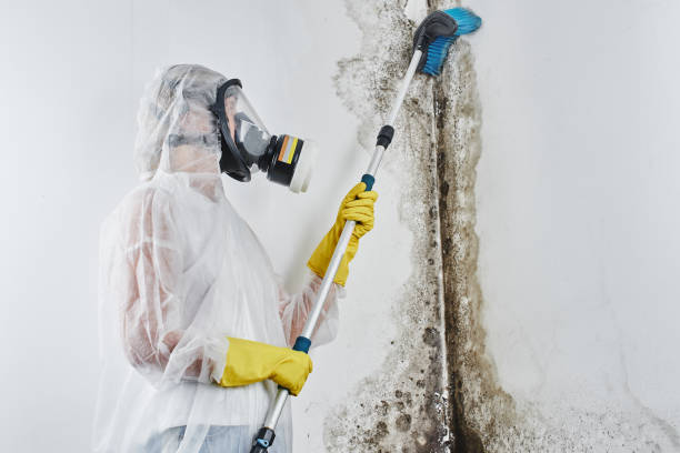 Best Residential Mold Removal  in Northdale, FL