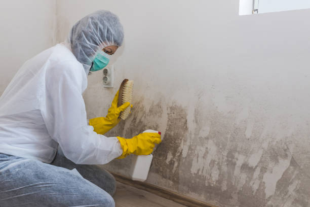 Best Toxic Mold Removal  in Northdale, FL