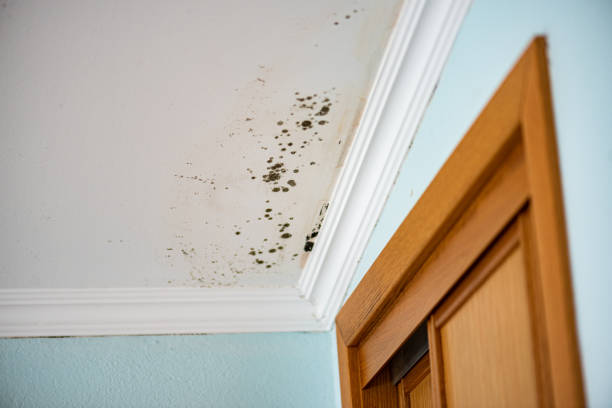 Best Commercial Mold Removal  in Northdale, FL