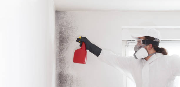 Best Office Mold Removal Services  in Northdale, FL