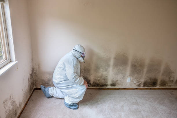 Best Certified Mold Removal  in Northdale, FL