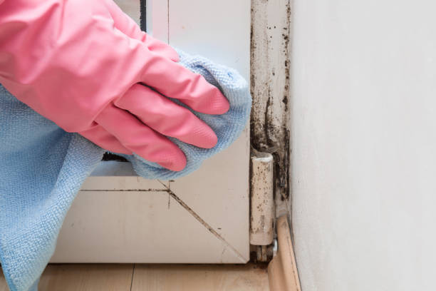 Best Professional Mold Removal  in Northdale, FL